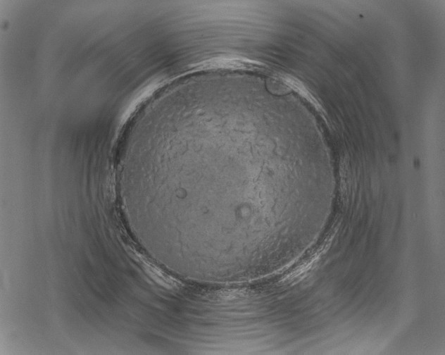 X0000068841067200605051256