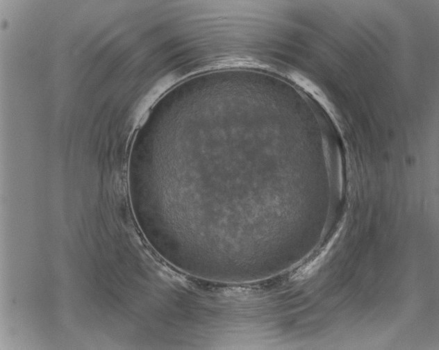 X0000068841097200605051255