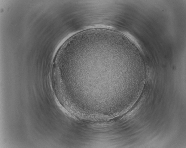 X0000068841100200605051255