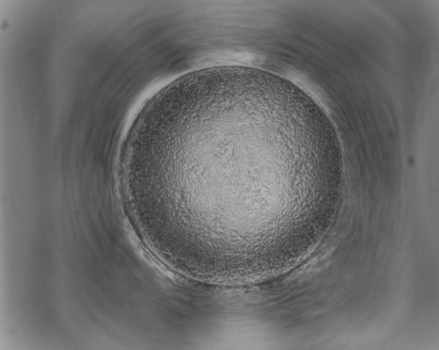 X0000068841104200605051255