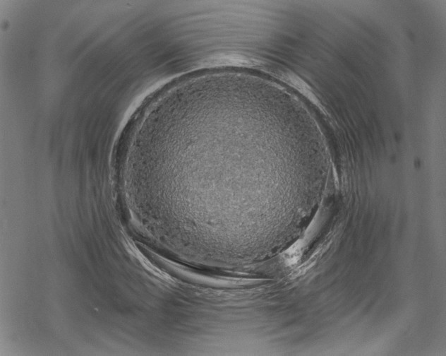 X0000068841116200605051255