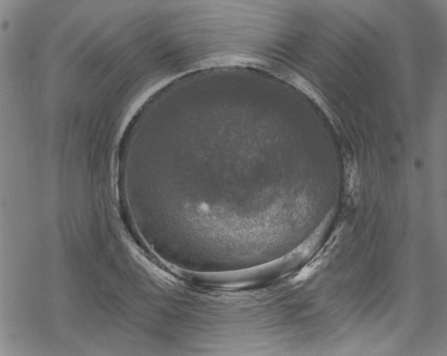 X0000068841124200605051255