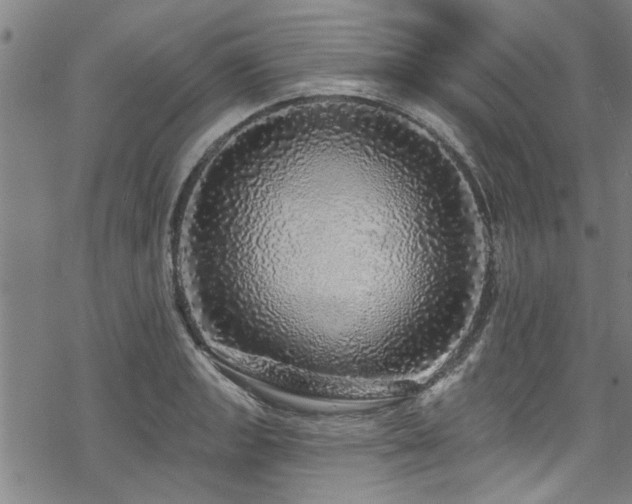 X0000068841133200605051255