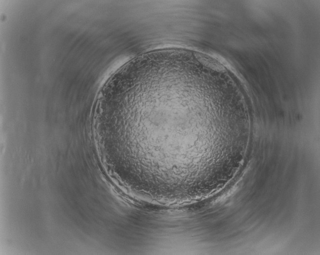 X0000068841145200605051255