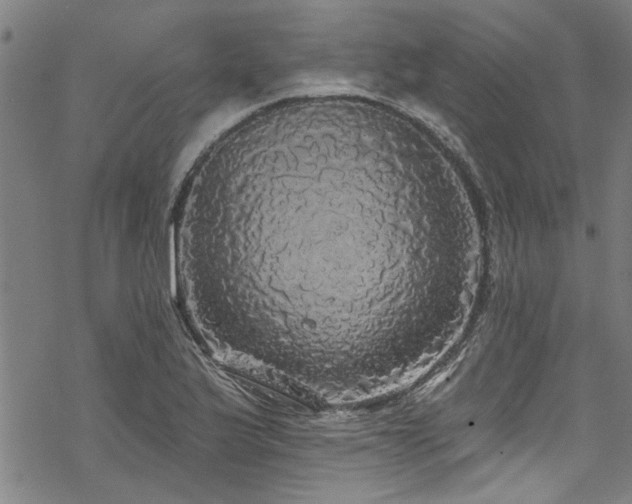 X0000068841175200605051254