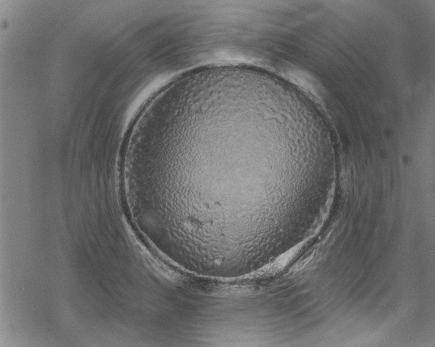 X0000068841183200605051254