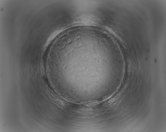 X0000068841215200605051253