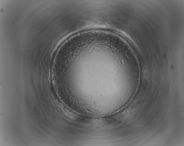 X0000068841220200605051253