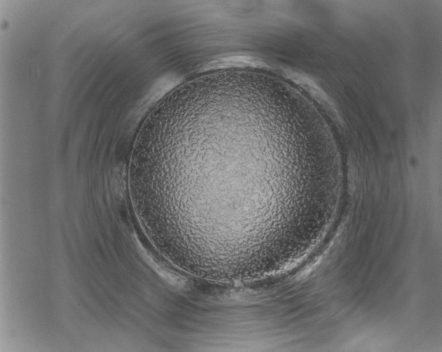 X0000068841233200605051253