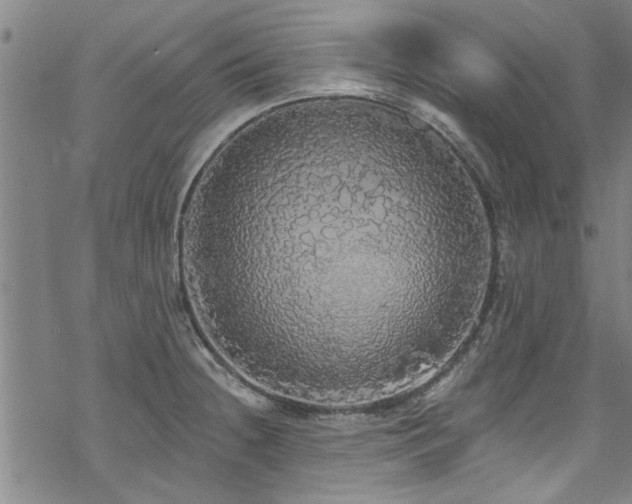 X0000068841236200605051253