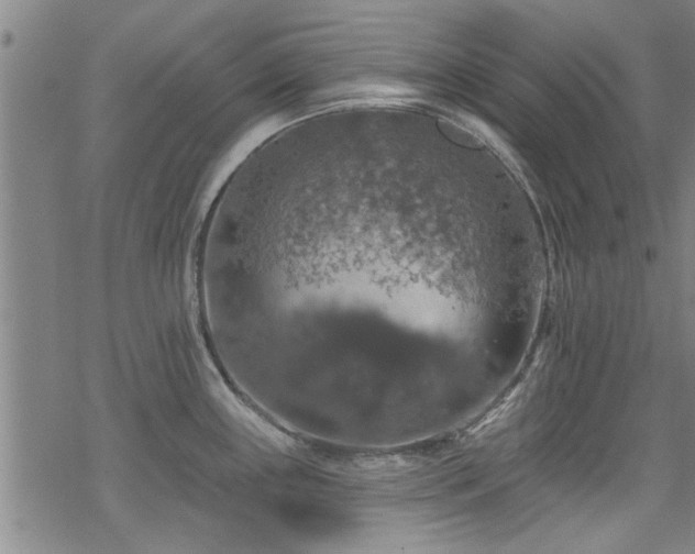 X0000068841243200605051254