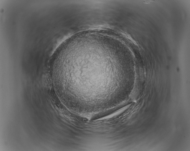 X0000068841256200605051253