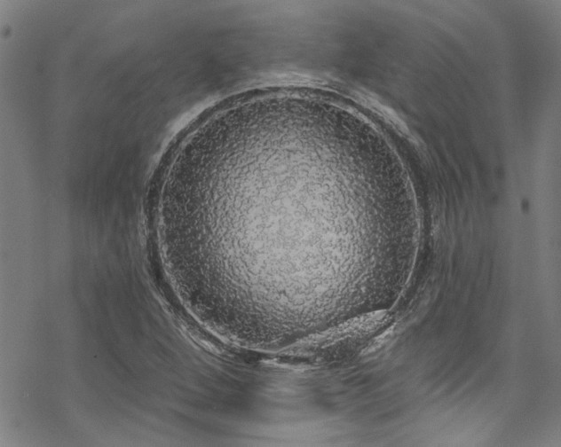 X0000068841264200605051253