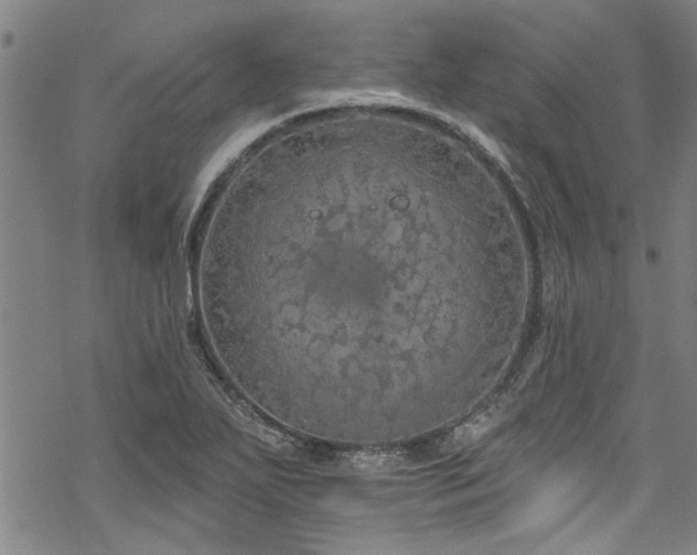 X0000068841271200605051252