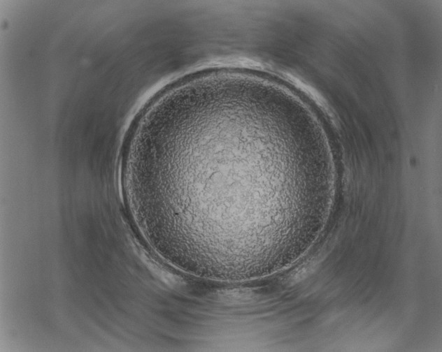 X0000068841272200605051252