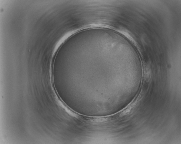 X0000068841294200605051252