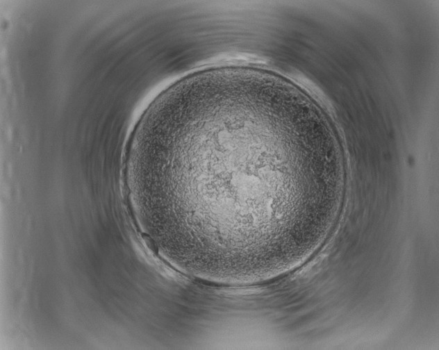 X0000068841296200605051252