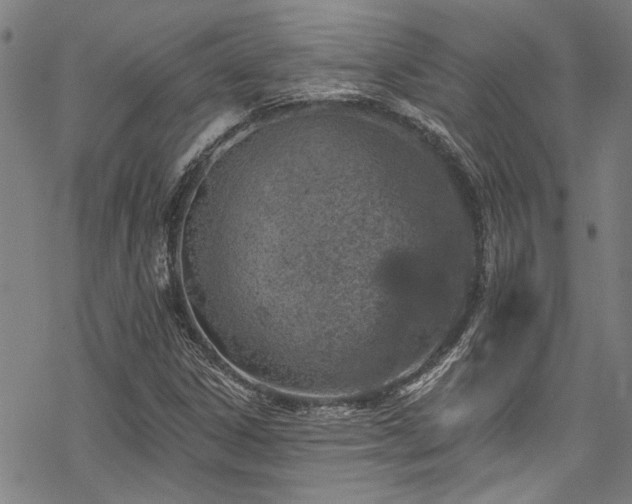 X0000068841306200605051251