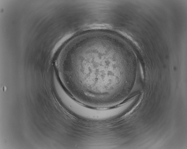 X0000068841317200605051252