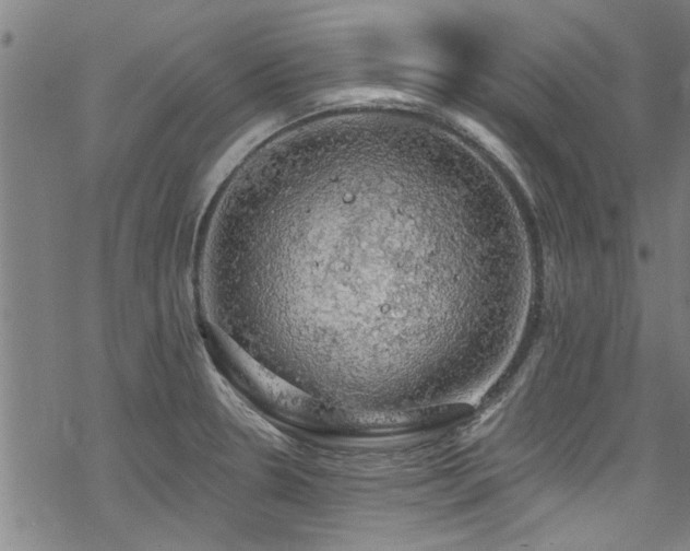 X0000068841330200605051252