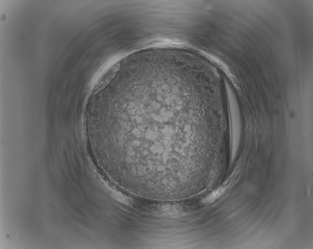 X0000068841375200605051251