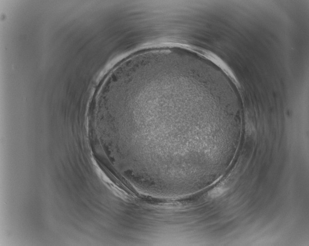 X0000068841388200605051250