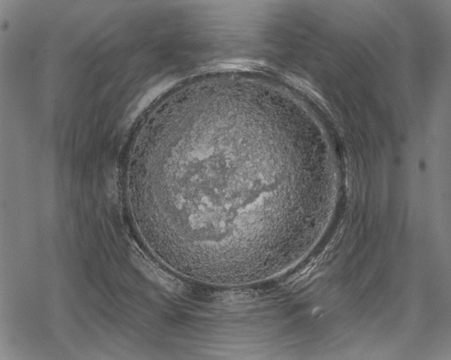 X0000068841404200605051250