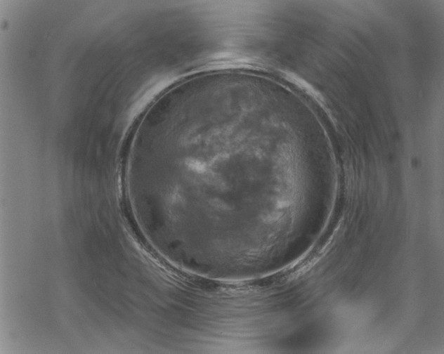 X0000068841415200605051250