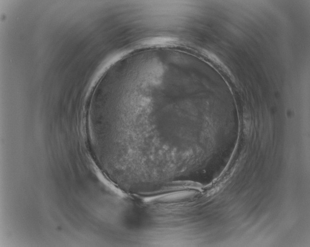 X0000068841421200605051250