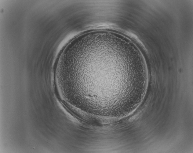 X0000068841424200605051250