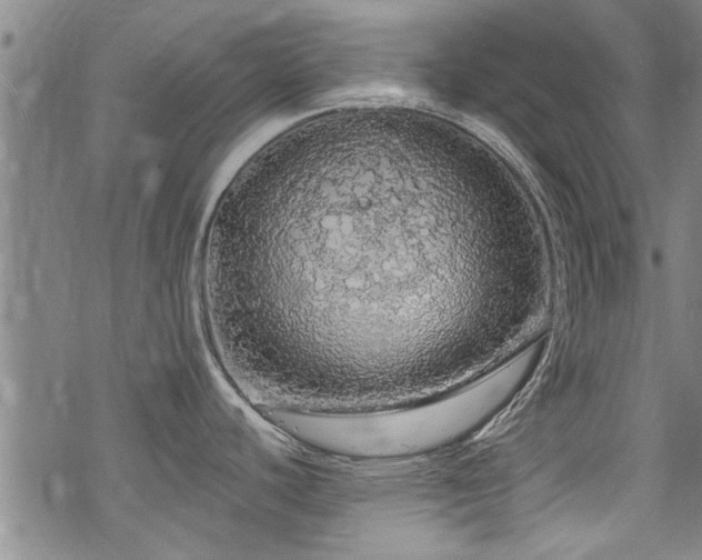 X0000068841440200605051250