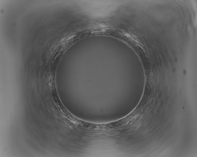 X0000068841445200605051250