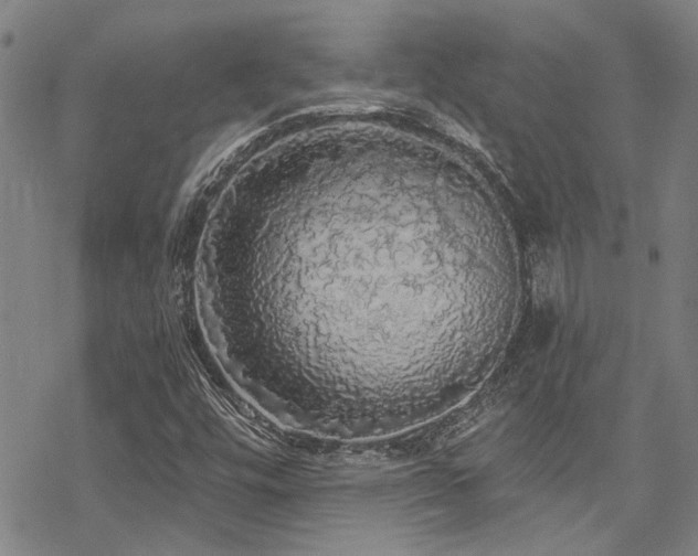 X0000068841448200605051250