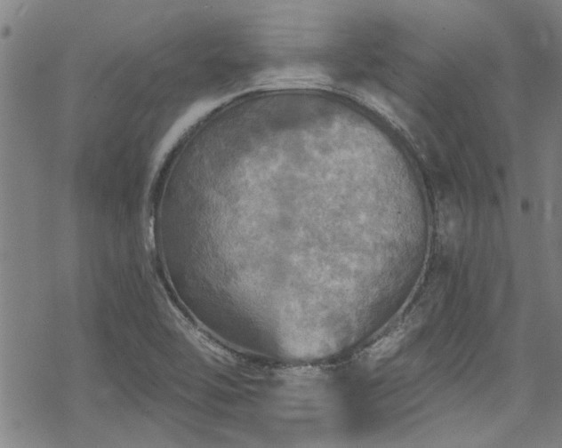 X0000068841462200605051249