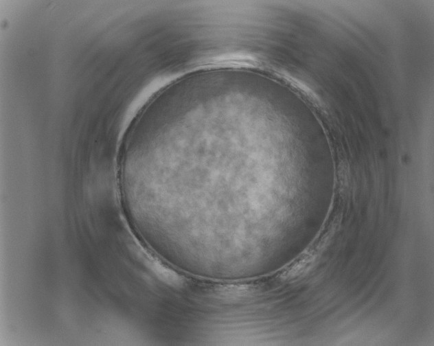 X0000068841470200605051249