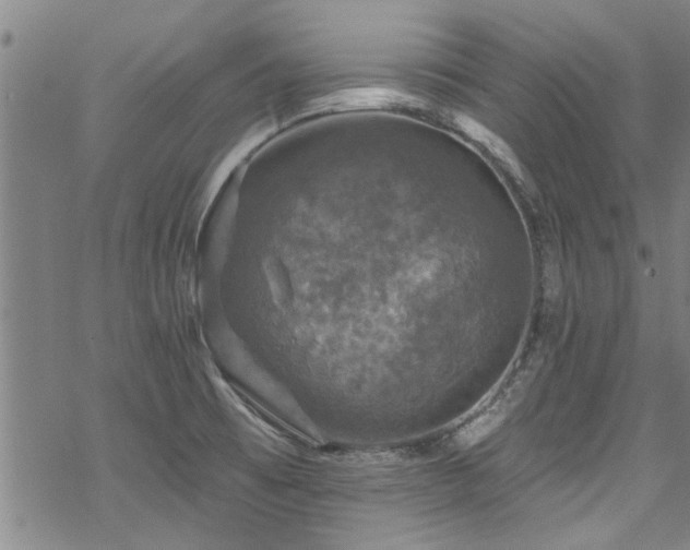 X0000068841473200605051249