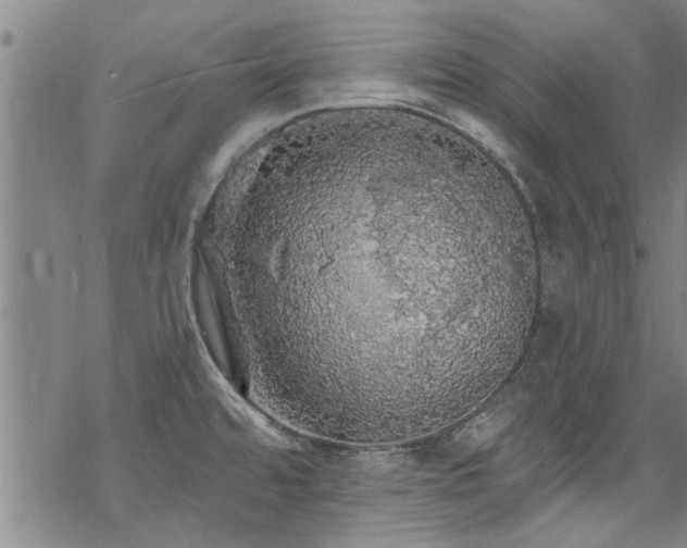 X0000068841480200605051249