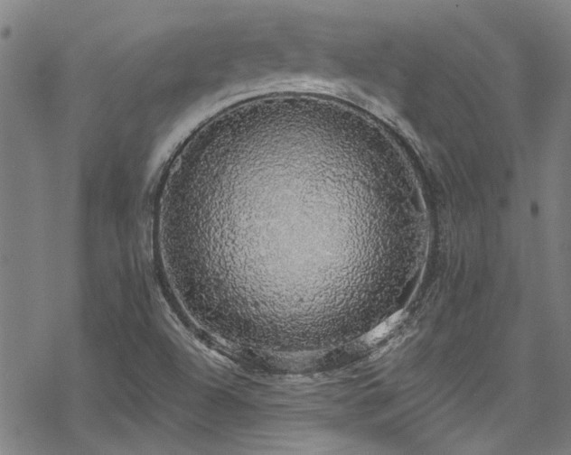 X0000068841504200605051248