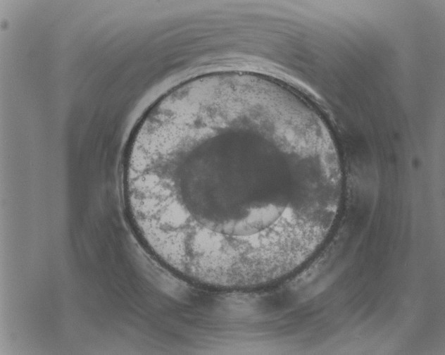 X0000068841514200605051249