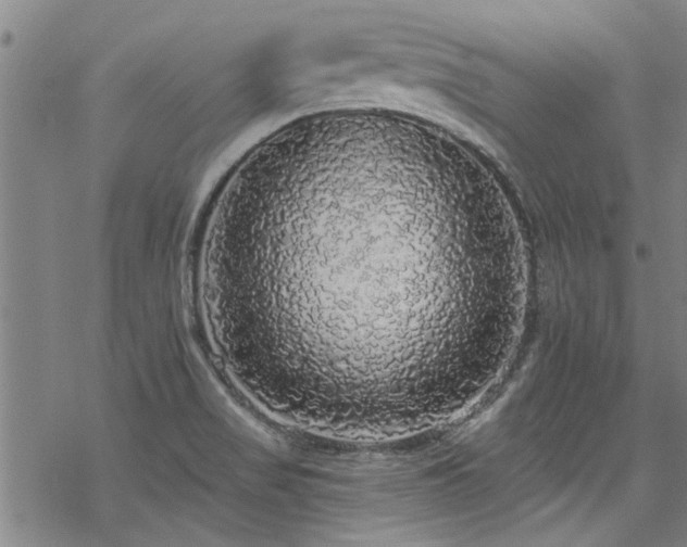 X0000068841517200605051249