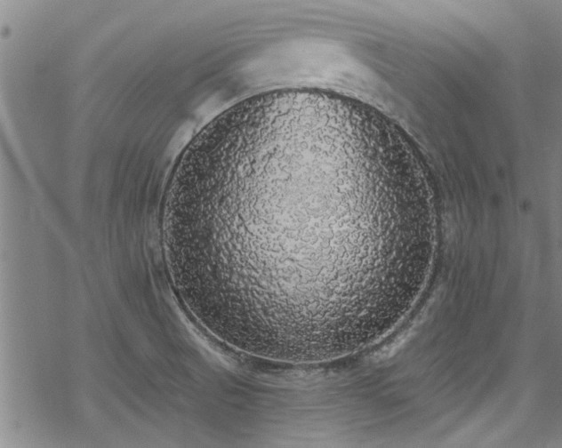 X0000068841521200605051249