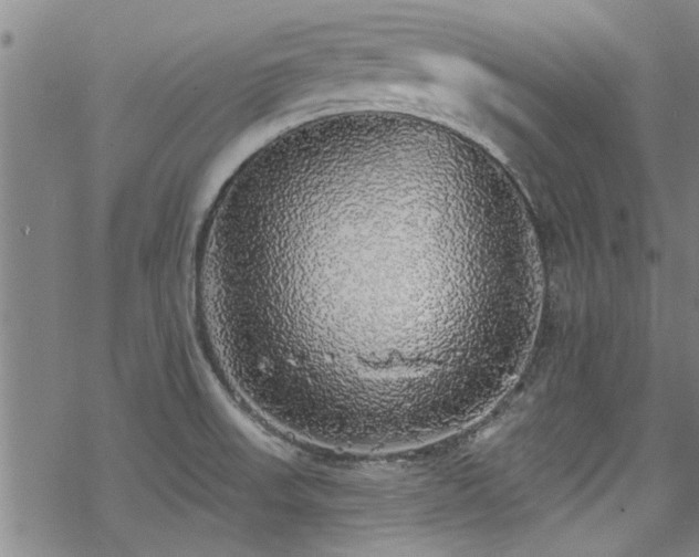 X0000068841523200605051249