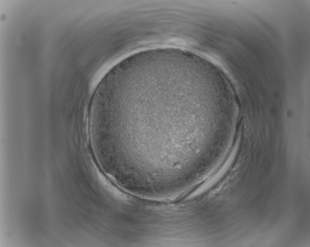 X0000068841524200605051249