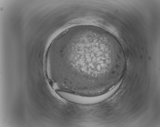 X0000068841528200605051249