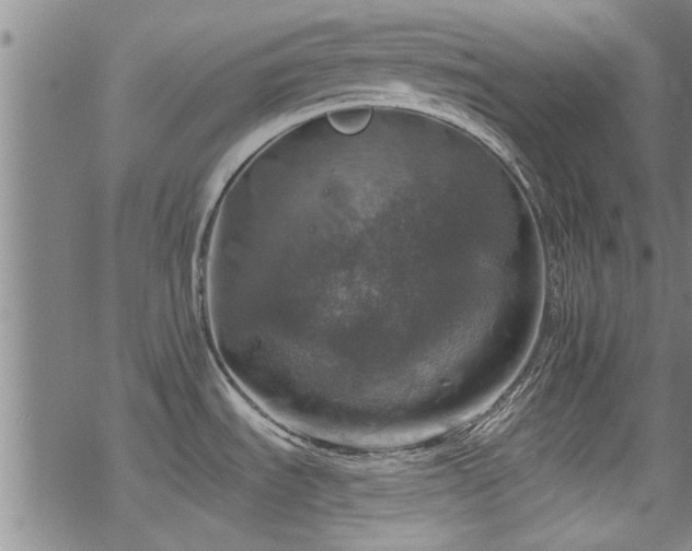 X0000068841535200605051249