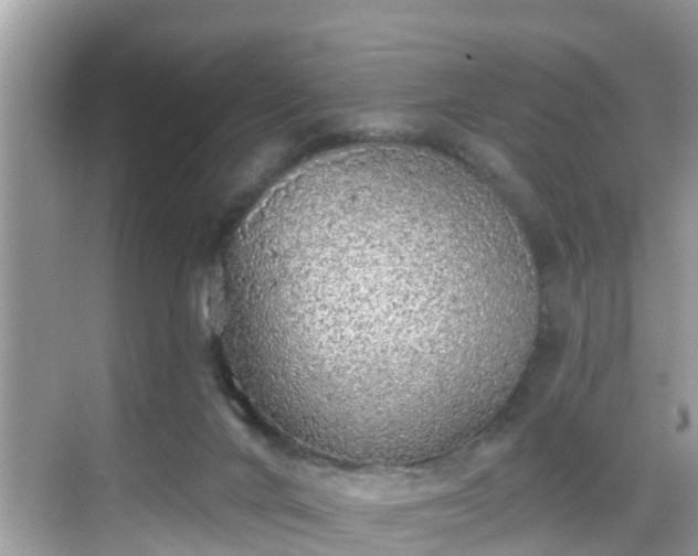 X0000068840024200605081251