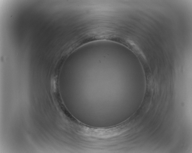 X0000068840026200605081251