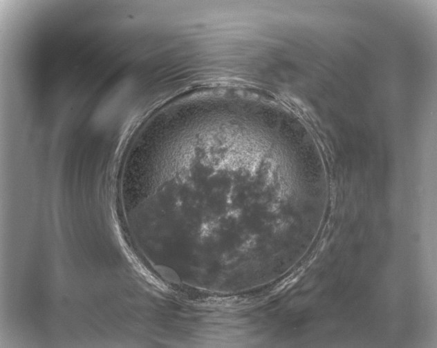 X0000068840049200605081250