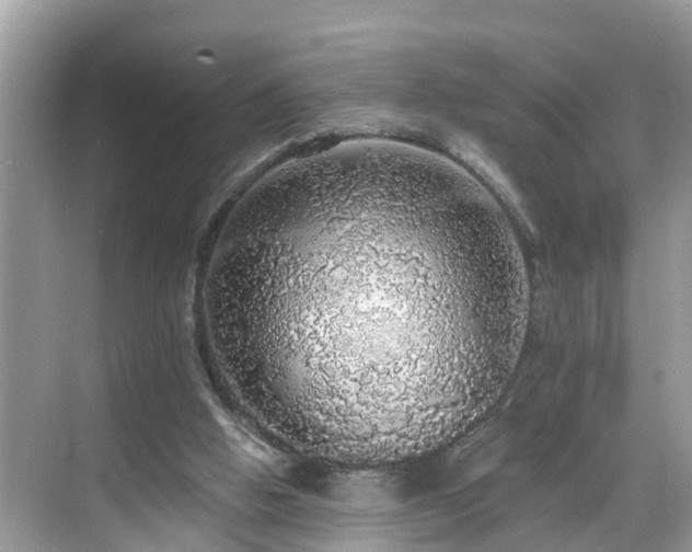 X0000068840058200605081250