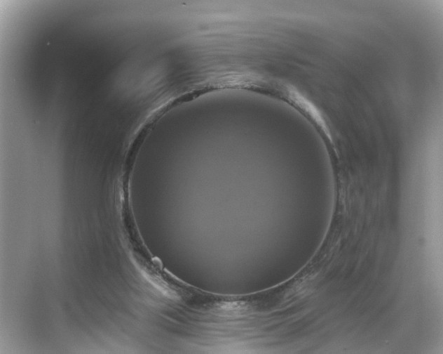 X0000068840059200605081250